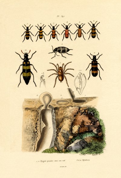 トラップドアスパイダー、1833-39 作： French School